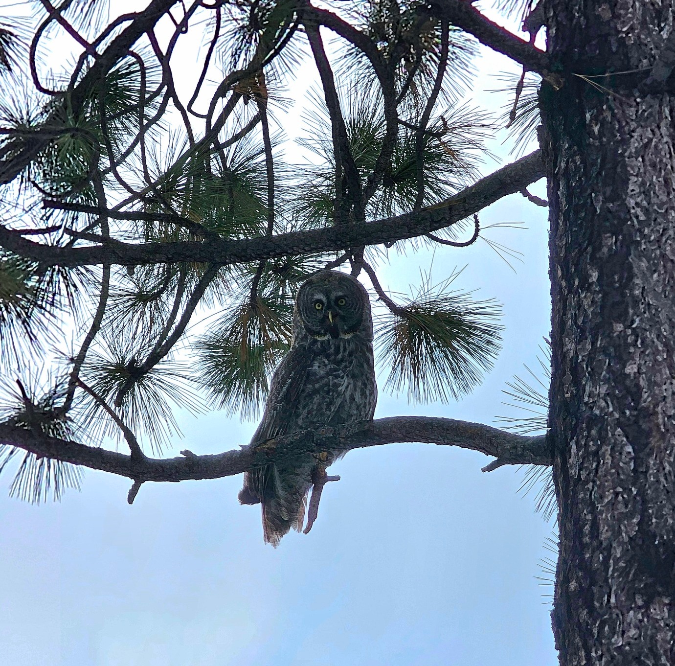 Silhouetted by a blue and white sky, our freshly released Great Gray Owl perches comfortably on a Pine branch. The trunk takes the whole right edge of frame, its bark matching the owl's plumage. Balls of pine needles appear like green fireworks from a tangle of branches behind and above.