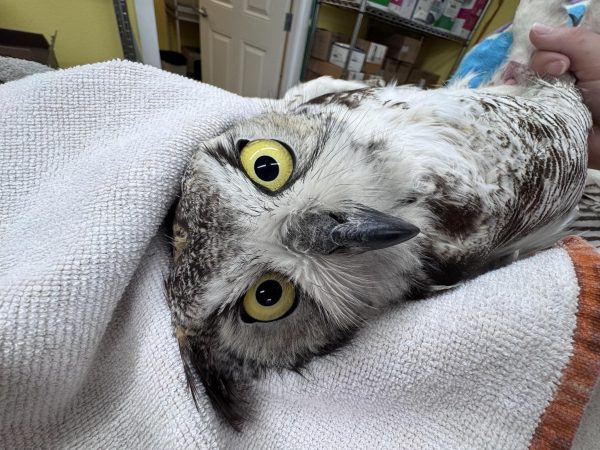 Draw Me Like One of Your French Owls