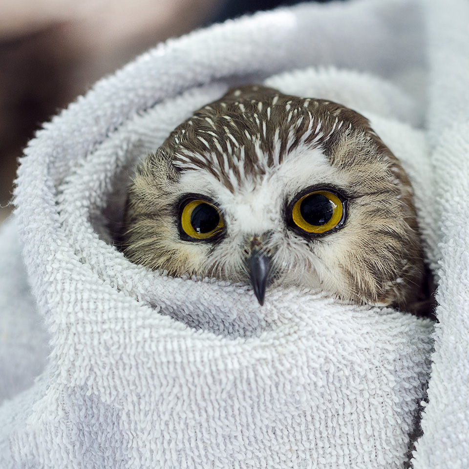 Charming Northern Saw-whet Owl