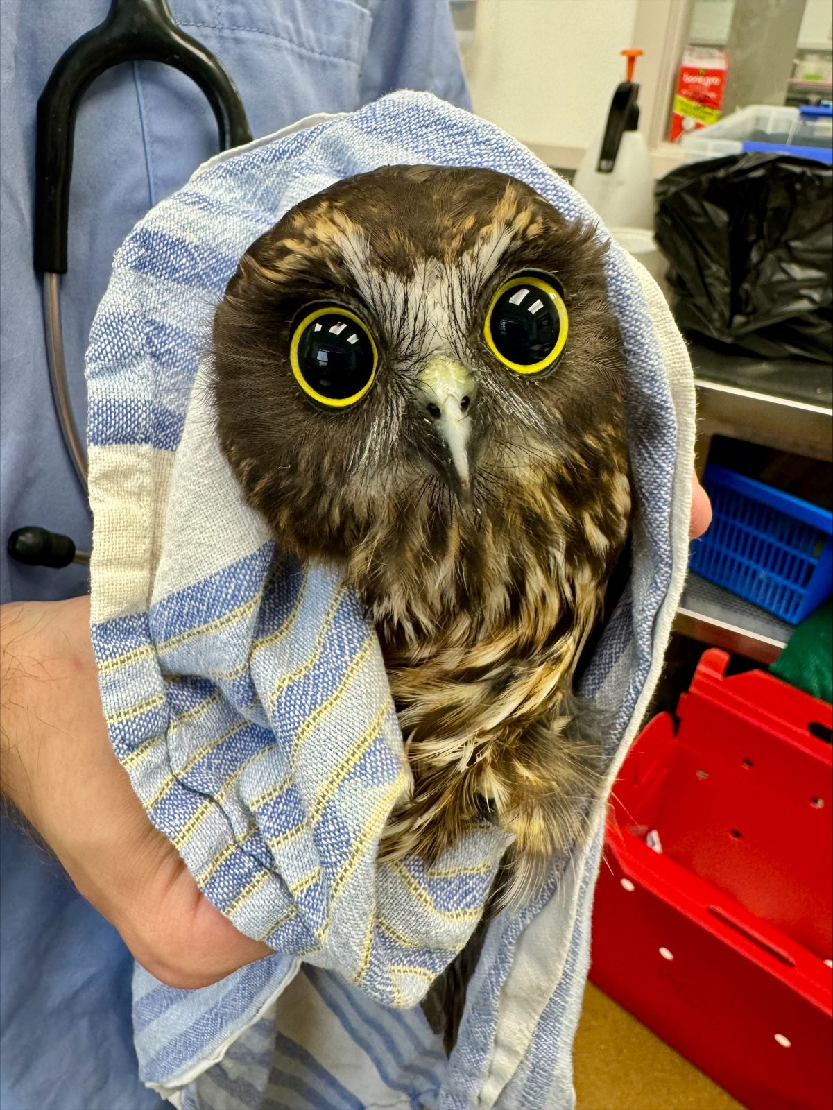 This ruru is all eyes. Its pupils are so dilated that only a thin ring of yellow is visible; any wider and there would be no iris left to admire. The eyes are very reflective, revealing the ceiling lights of the clinic.
The owl is wrapped in what appears to be a tea towel, which has stripes in two shades of light blue and separated by thin lines of yellow. The light blue matches the scrubs of the examiner seen behind with a stethoscope draped around his neck.