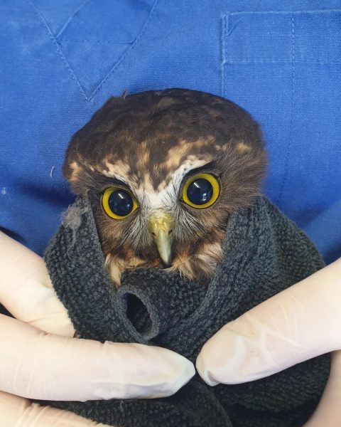 Vision and attitude restored