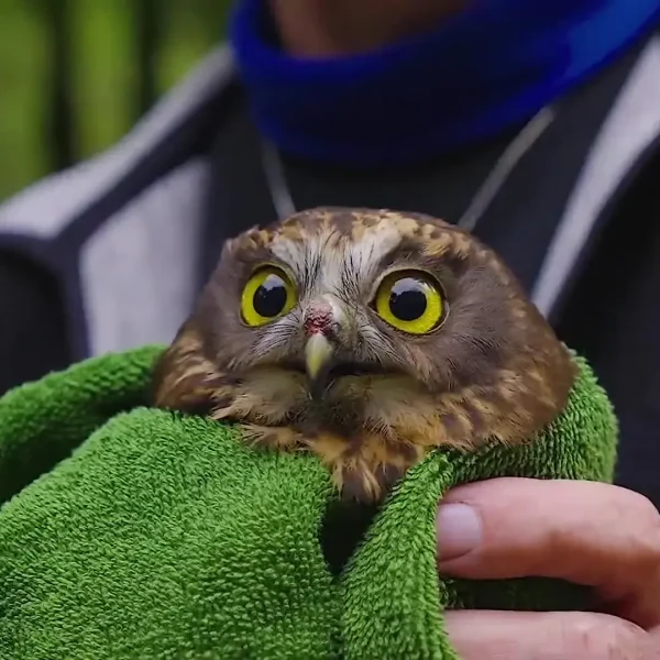 Morley the Morepork