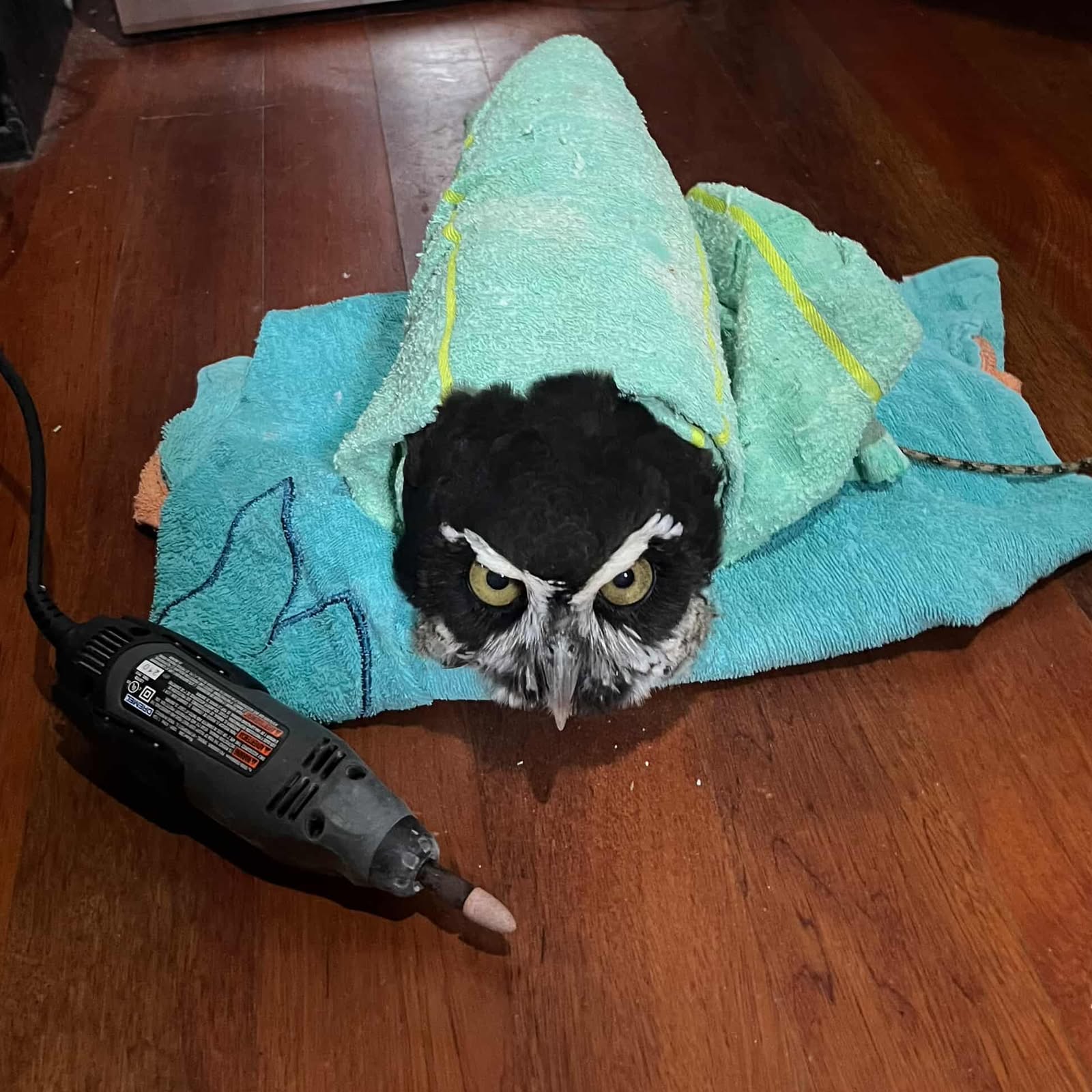 Another angle of Luna, from higher up.