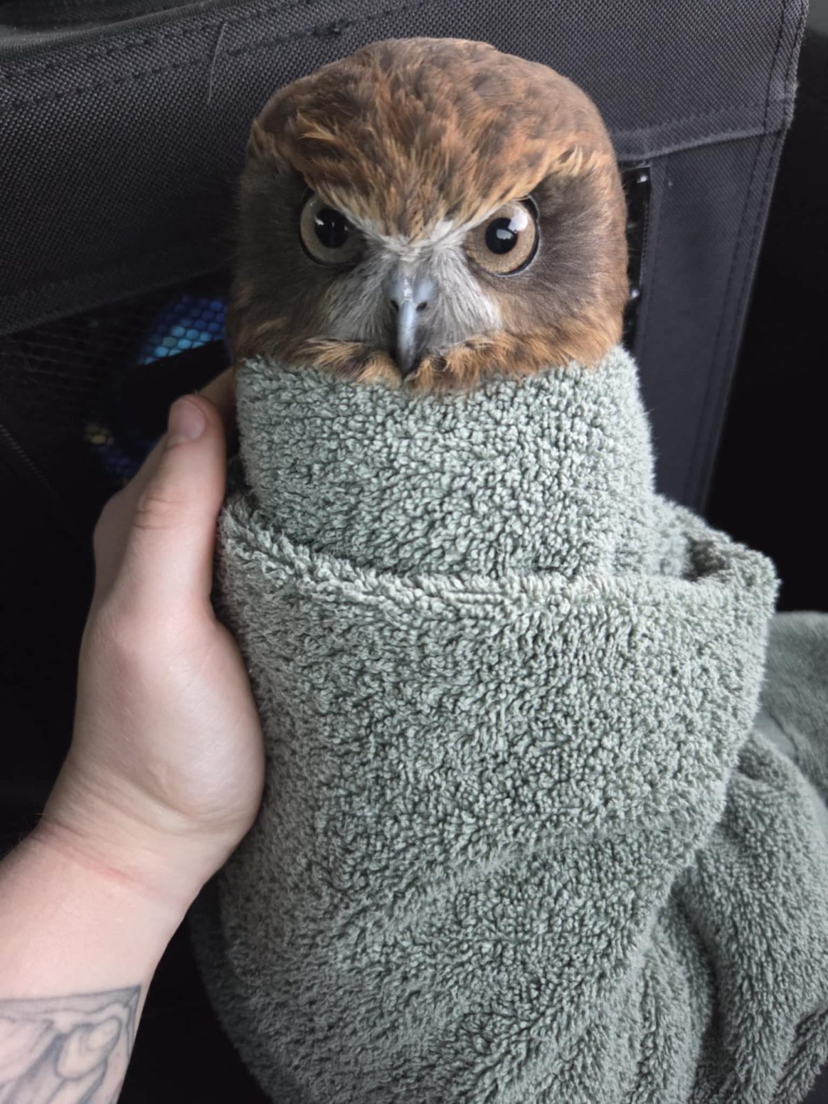 In the back seat of a vehicle the tattooed arm of a rescuer emerges from bottom left of frame to hold a bundle of Boobook. His look is brown feathers and brown eyes, firmly wrapped in a towel of muted eucalyptus green.
If we can project human emotions onto owls, his would be extreme ire bordering on bloodthirst, perhaps due to being wrapped like a common foodstuff. Or perhaps the stern V-shape of his brow is his natural look. Either way it's safe to assume he derives little pleasure from this predicament.