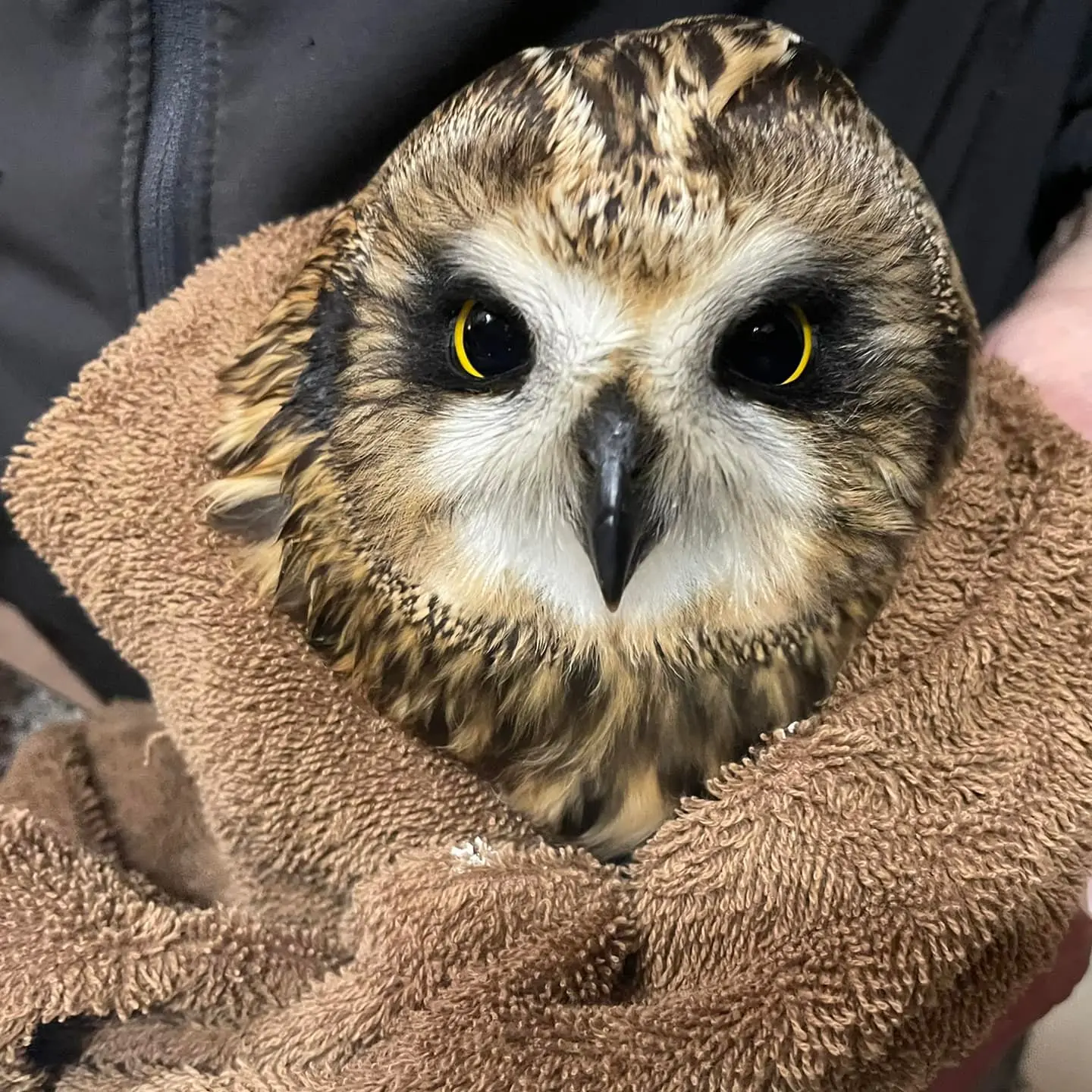 A Short Eared Owl is bundled in a brown towel. The owl's eyes - wide in size and narrow in focus - appear mostly black from the pupils within, and are flanked by crescents of yellow, like bright parentheses. He has white feathers about his face, punctuated by a black beak and surrounded by a mane of caramel, brown and charcoal feathers.