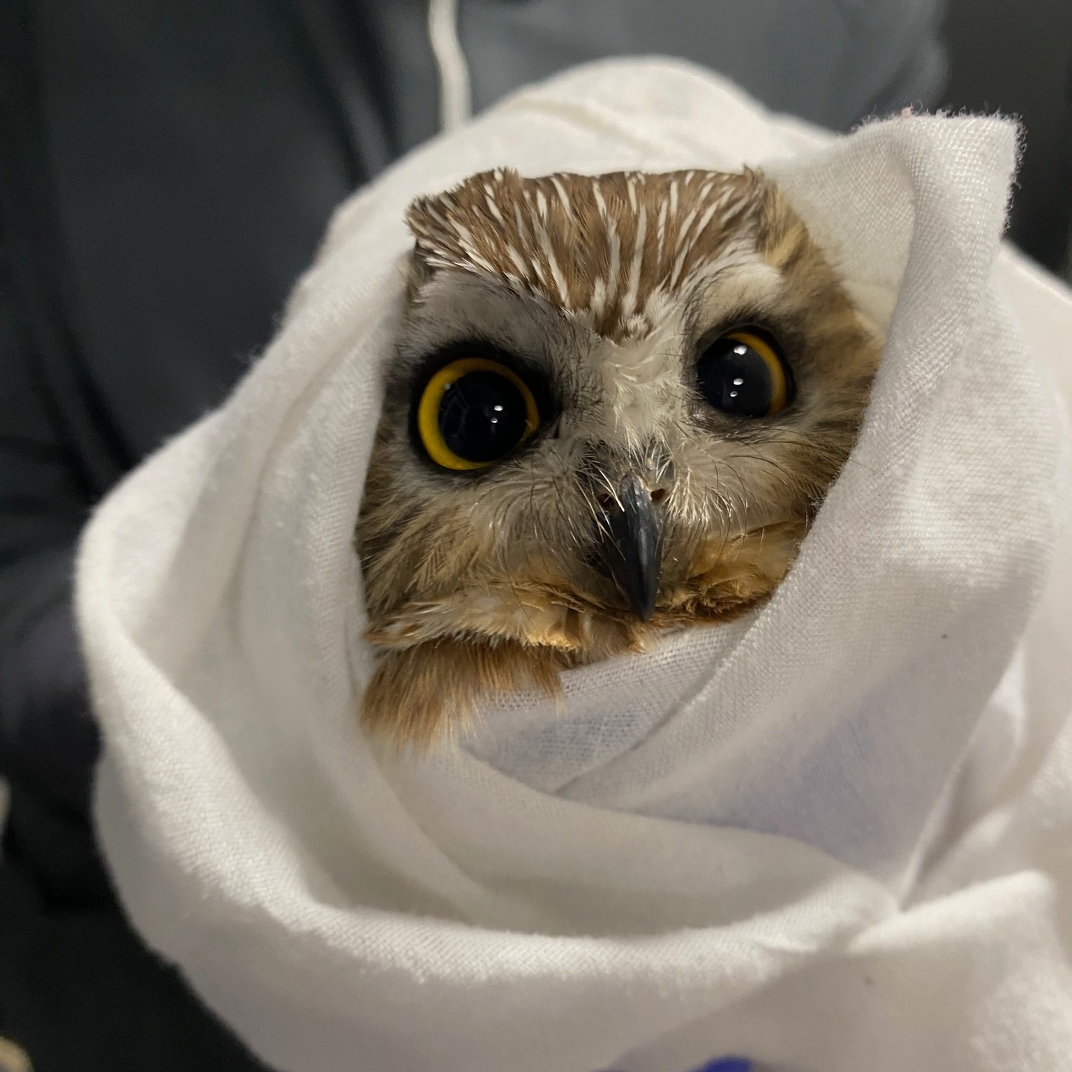 A small Northern Saw-whet Owl is wrapped in a white cloth, with only her face visible. The arrangement of fabric could be mistaken for a white rose, albeit one with large round eyes and yellow irises. Her head feathers are a mix of light tan and white with dark streaks. The rictal bristles around her beak are very thin, and look kind of like those wire head massagers. The person holding the owl is wearing a dark jacket in the background but the focus is entirely on the owl, which looks alert and curious.