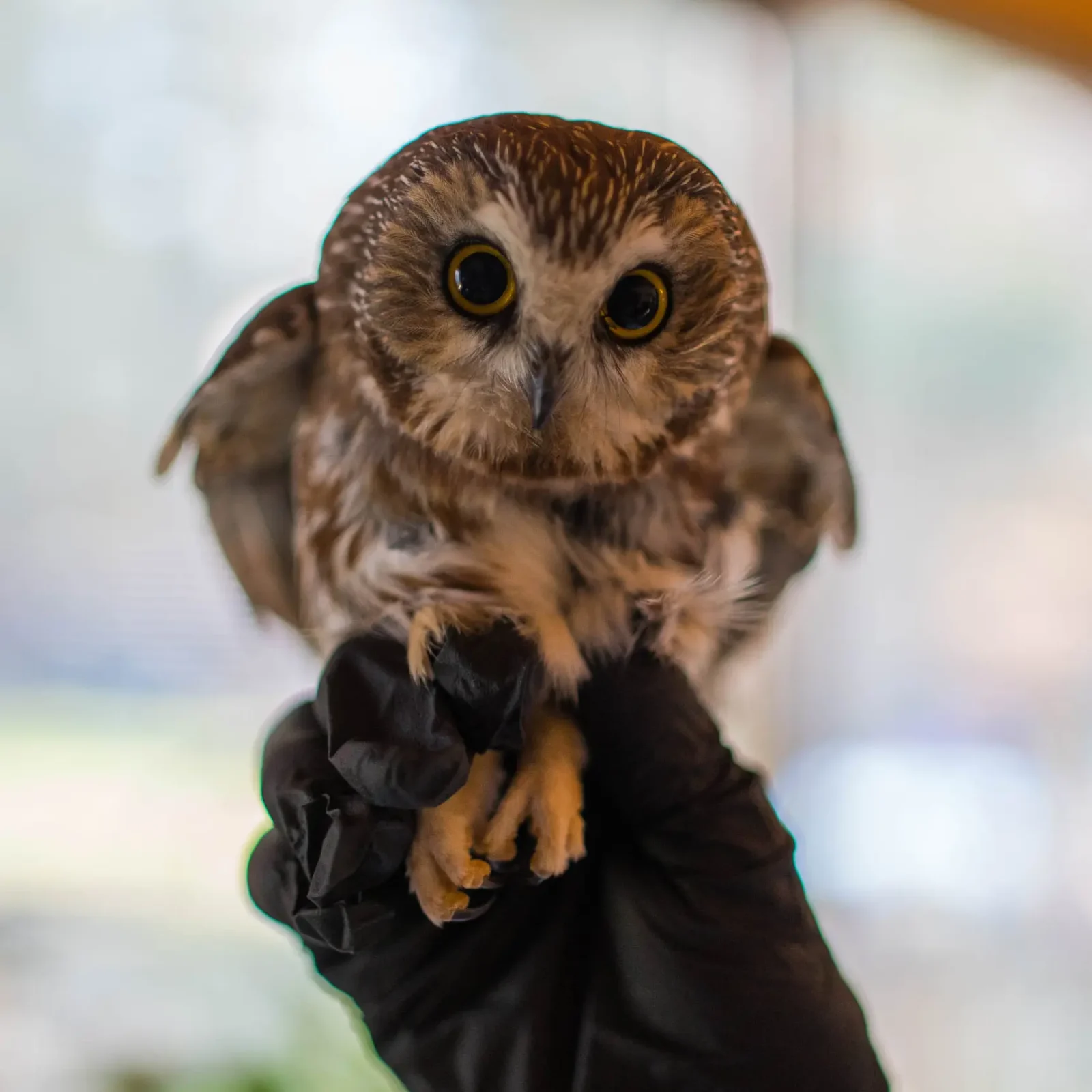 Close up of Rocky, head in focus against a blurred background. There's some chromatic aberration (green-purple edging) around the subject, giving an artistic flair to the picture.
He has little bunched up feet.