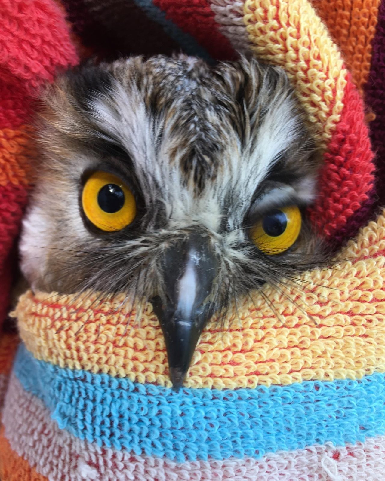 A Long-eared Owl is wrapped in a vibrant striped towel in shades of orange, sky blue, buttery yellow, watermelon red and plum. The owl has a large beak protruding over the edge of the fabric, and some fairly hefty rictal bristles a.k.a. whiskers to match.
The photographer has captured the owl mid-blink, and one of its amber eyes is partially closed. This gives the owl an expression that—if it were human—could be described as haughtiness or nonchalance, or a combination of the two.
