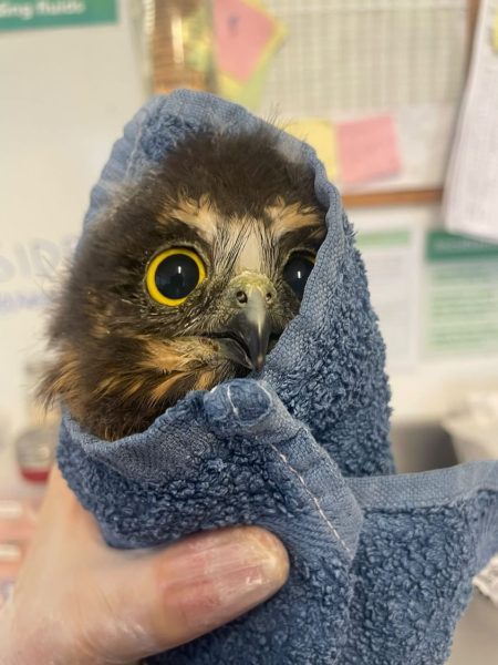 One of Five Ruru Owls Found over the Xmas Period