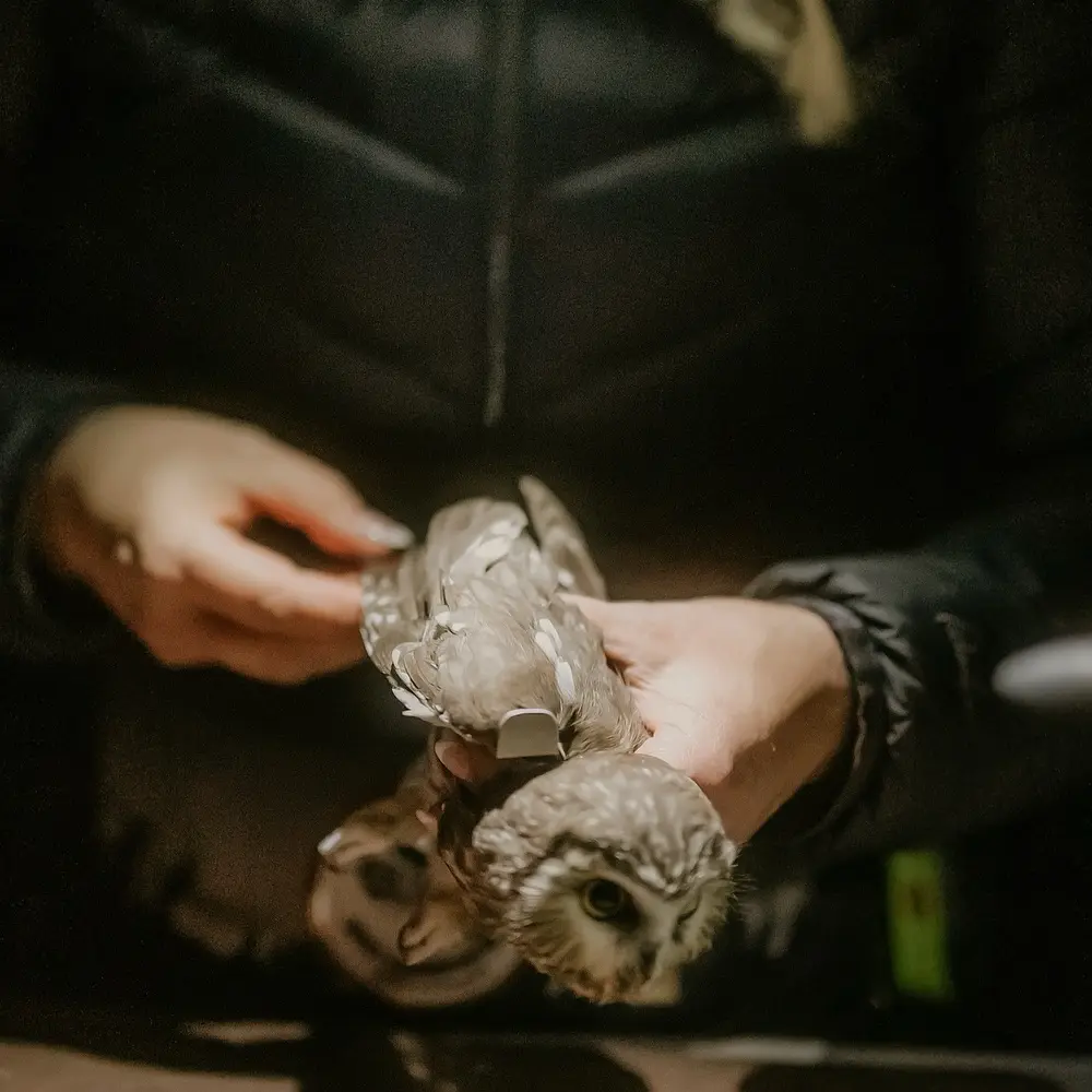 A puffer-jacketed volunteer holds an owl, measuring the length of the wing feathers with a plastic contraption. At least I think that's what they're doing. The owl is prone, head facing forward and pupils heavily dilated, looking markedly less chill than previous photos.