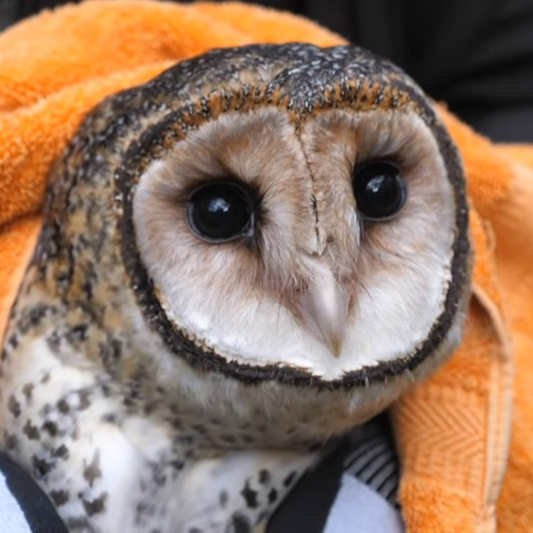 Such a good looking owl.