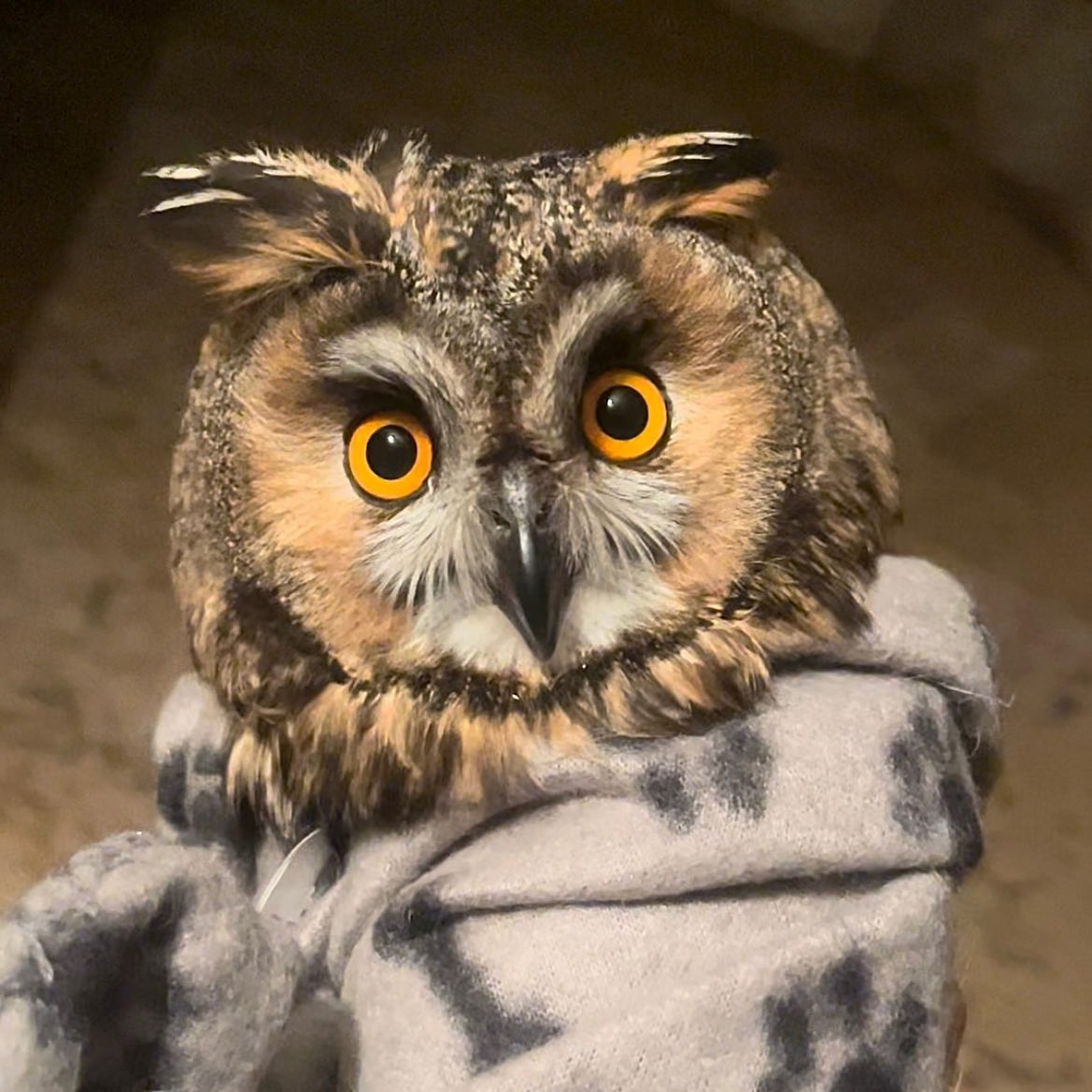 The owl is wrapped in a taupe blanket patterned with black paw prints. The photo is head-on, showing only the face and neck of the owl emerging from the wrap. Her feathers are a motley of dark brown and cream, and whiskers, chin, and inside of her brow appear white. Her ear-like tufts (from which the species gets its name) are accented white too.
The background is another shade of brown giving an overall sepia quality. Her eyes are by far the most vivid part of the image: a pair of orange irises, suggesting she is a crepuscular hunter, i.e. most active at dawn and dusk.
