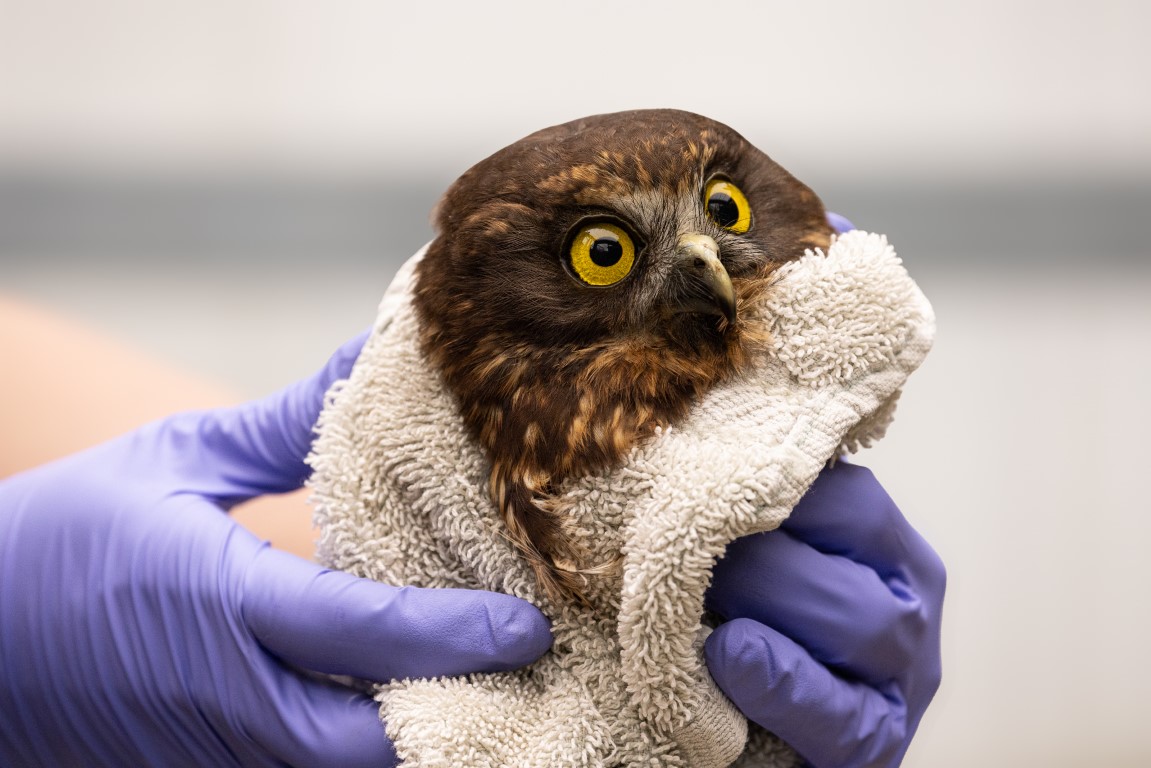 Ruru Rescue Rehab Release