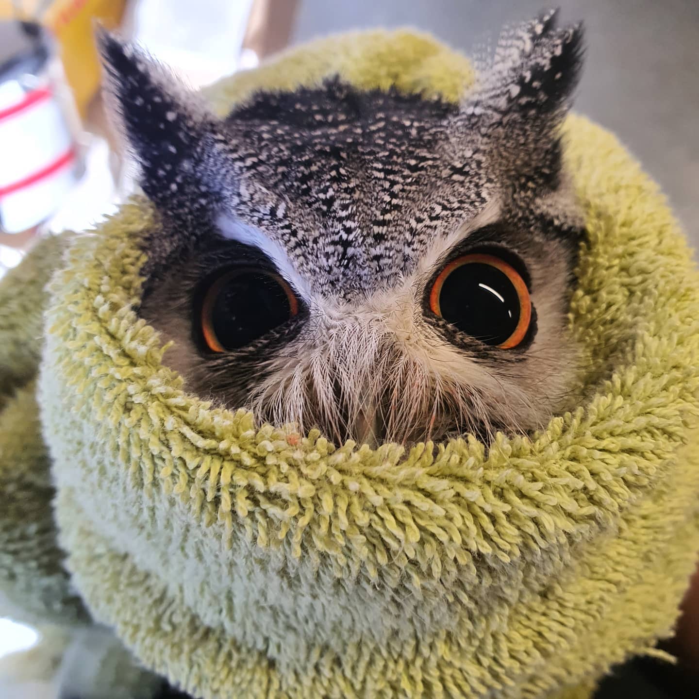 Bip the White-Faced Burritowl