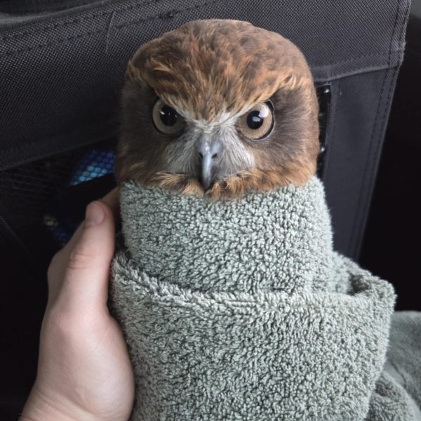 SUPER Happy Burritowl