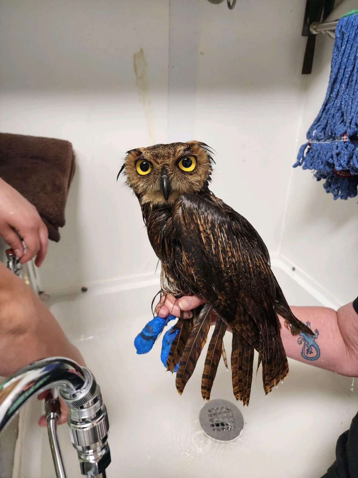 A full-body shot shows the wet owl upright in a basin, held by a rehabber with a lizard tattoo on their forearm. The owl's legs and feet are protected by layers of blue tape or plaster. His wings and tail feathers are matted with water. His plumicorns too are soaked, drooping to each side of his head. His body is in profile view, while his head is rotated front-on as he looks at the camera. He looks reasonably calm here, all considered. The next photo, not so much.