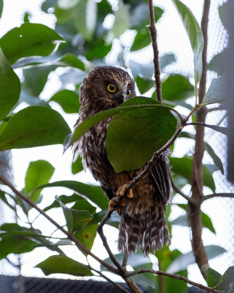 The same Ruru looking far more at ease, perched on a small branch of an evergreen tree in the semi-outdoor environment of the Wildbase aviary.