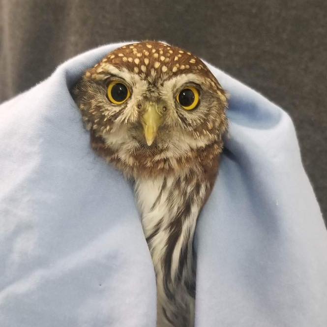 Pygmy Owl survives cat attack