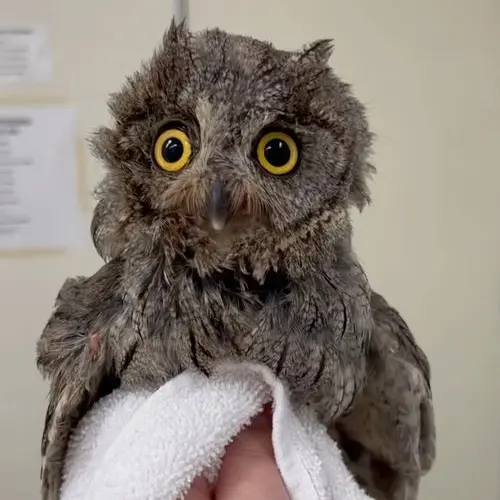 Western Screech Owl gets Fiesty