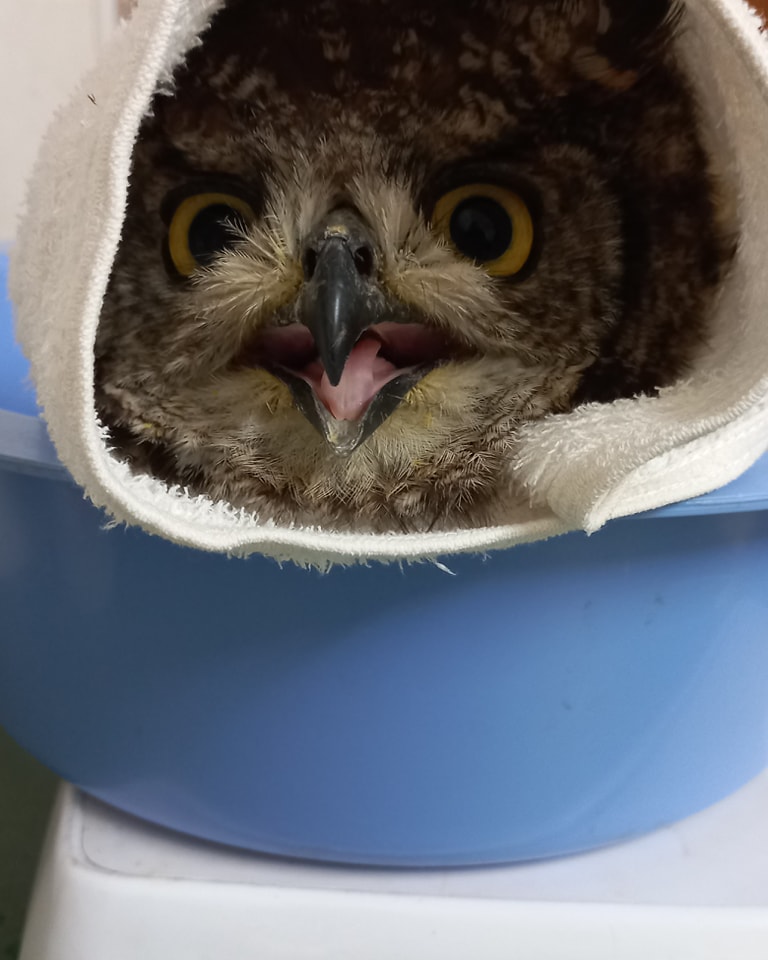 This owlet meets the category of "torpedowl" being wrapped in a tube of plain white towel and head facing outwards from the cylinder. She is placed in a plastic bowl the colour of warm pastel blue, atop a set of scales. Her face is a little sunk inside the tube, and in shadow which accentuates the yellow of her eyes. Her mouth is slightly open and tongue is visible. Being juvenile there's an extra level of fluffiness to her feathers.