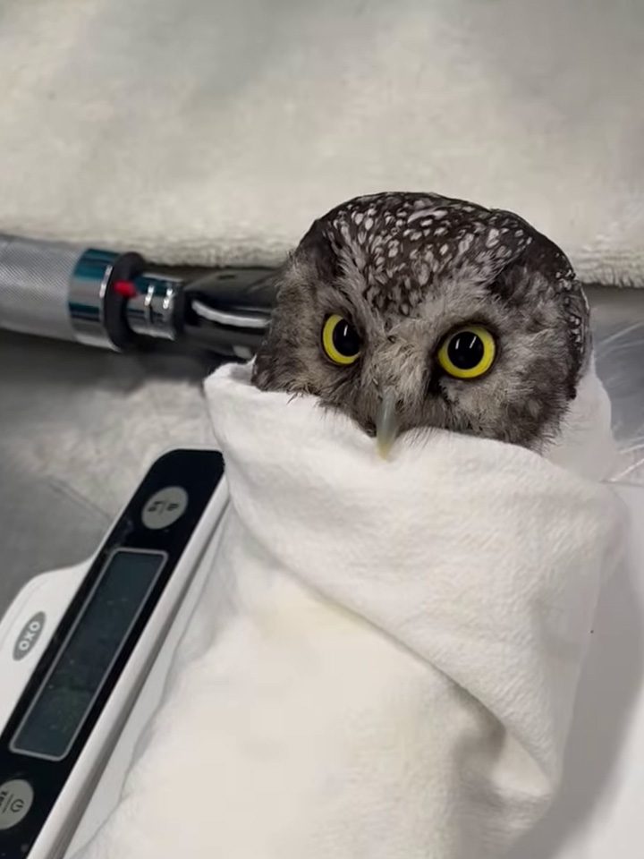Weighing a tiny owl