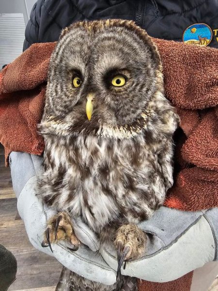 Great Gray Owl Exam