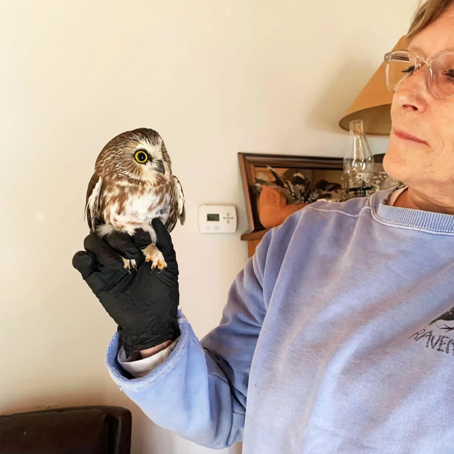 Another view of Rocky, indoors, and held by Ellen with a black glove