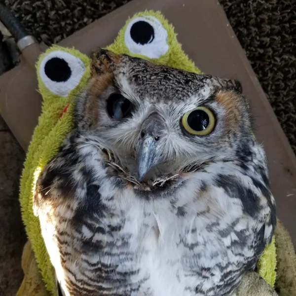 Iris is on her back, pictured from above with the frog-towel below (and a heating pad below that). Her right eye, heretofore unseen, is damaged from an injury she sustained back in 2006, which landed her in rehab at Raptor Education Group, Antigo WI. The distortion to her vision meant she was deemed better suited to captivity than the wild, and here we are.