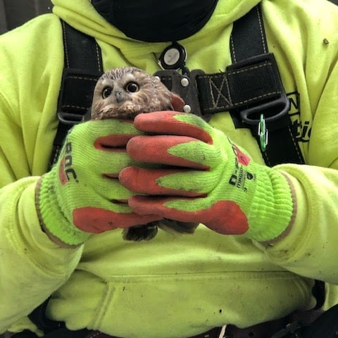 Photo of said tree worker in hard hat and bright yellow clothing, holding the owl with a pair of gloves
