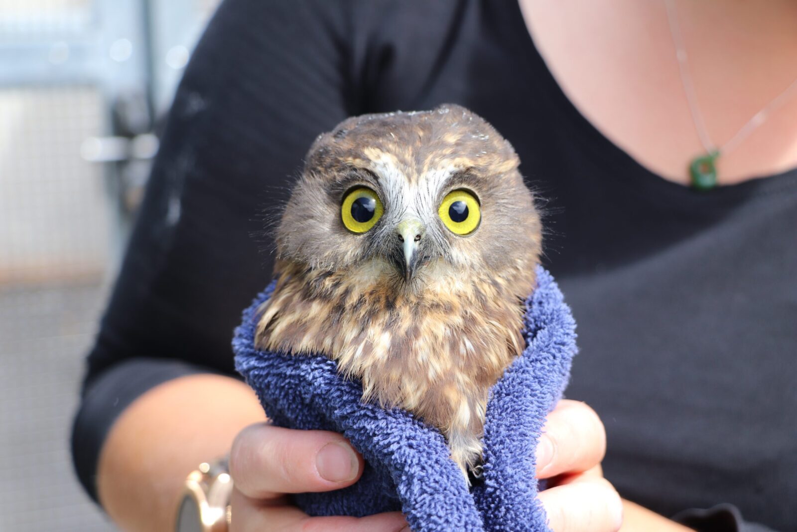 An alert Ruru Owl with bright yellow eyes looks squarely at the camera while wrapped in a lavender towel held by a rehabilitator / staff member at Wildbase Recovery in Palmerston North, NZ.
The photo appears to be taken outdoors, with one side of the patient bathed in more sunlight than the other, resulting in a slightly uneven dilation of its pupils, like an emoji with the letter O for eyes in uppercase and lowercase: 'O v o'