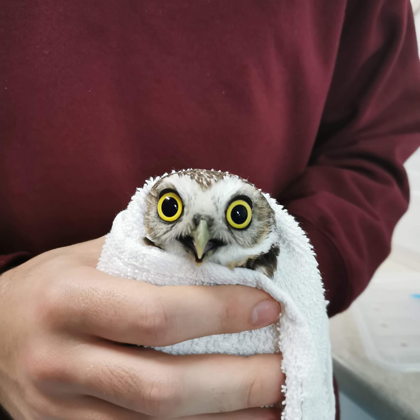 This BUOW’s Expression is Priceless