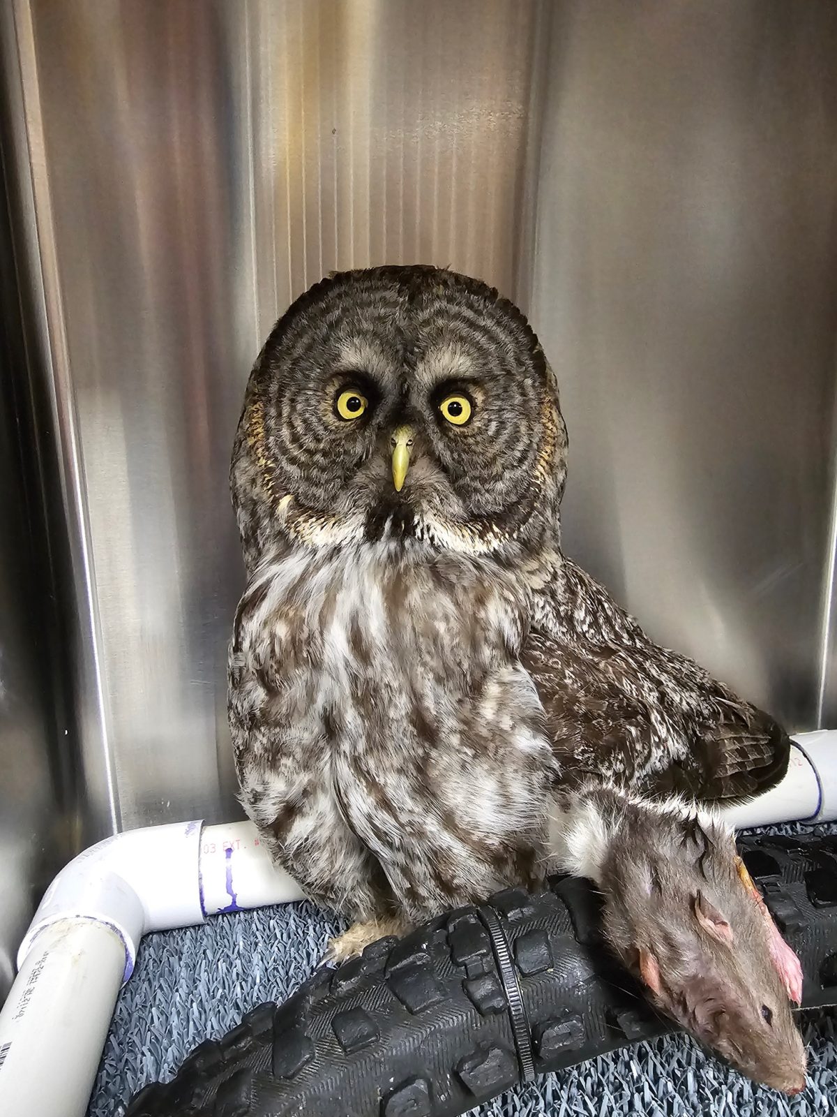 The owl is in a shiny metal enclosure, standing next to a makeshift perch made of PVC pipe frame and an arc of bicycle tire attached with zip ties. A dead rat is slung over the perch.