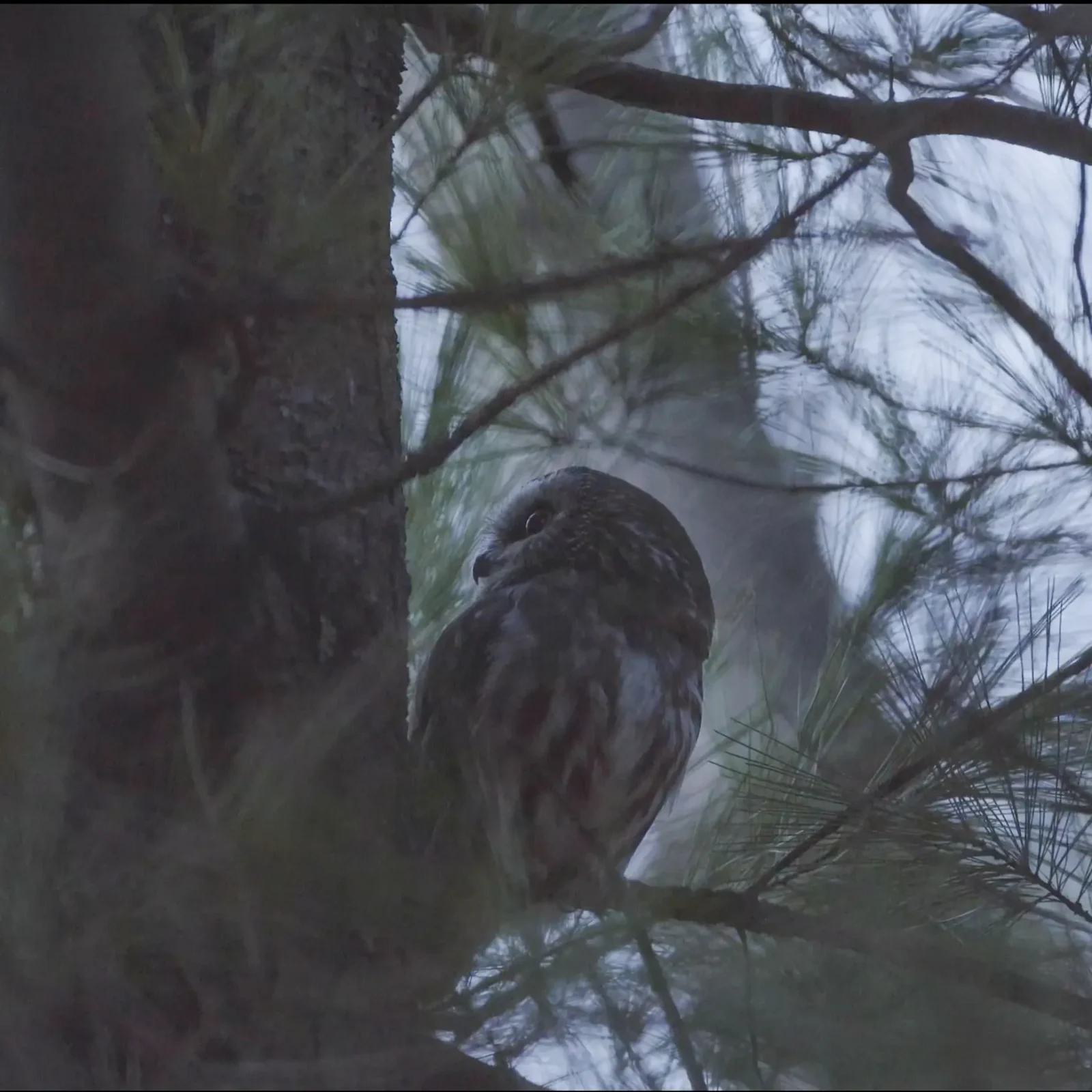 Rocky now free, perches on the branch of a nearby tree.