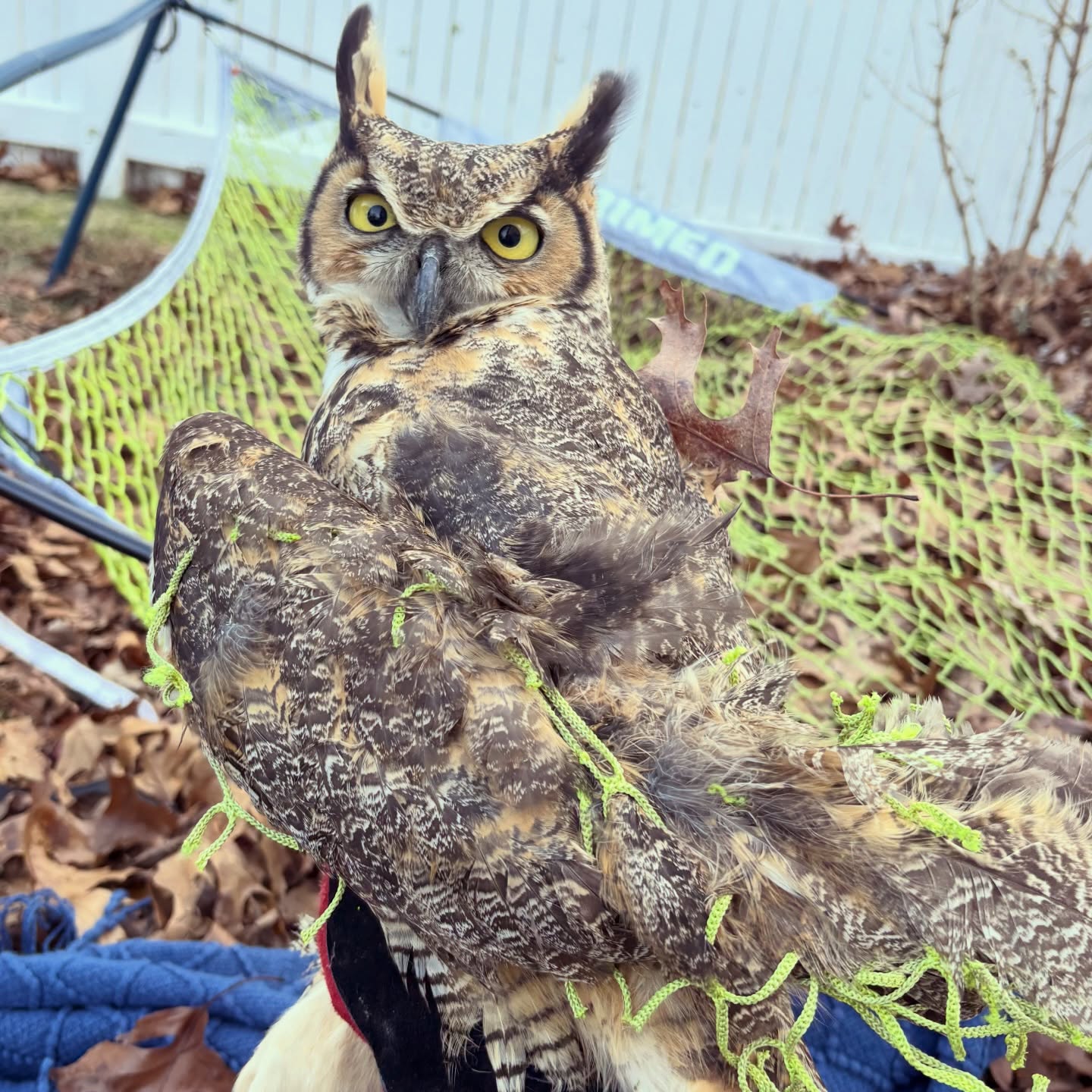 The incident in question. The goal frame is on its side amid piles of autumn leaves before a white paling fence. The GHOW stares violently at the camera as the rescuer holds him by the legs. His wing and back feathers are ensnared in the strands of green-yellow mesh that has been cut free from the main net. He does not look remotely thankful.