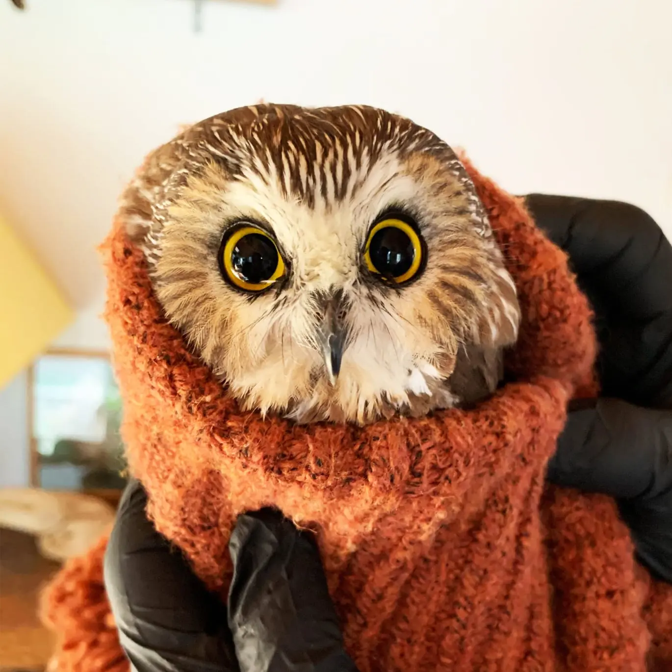 Rocky the Northern Saw-whet Owl is snugly wrapped in an orange knitted scarf (or possibly a sleeve or collar) held by Ellen Kalish at Ravensbeard Wildlife Center.