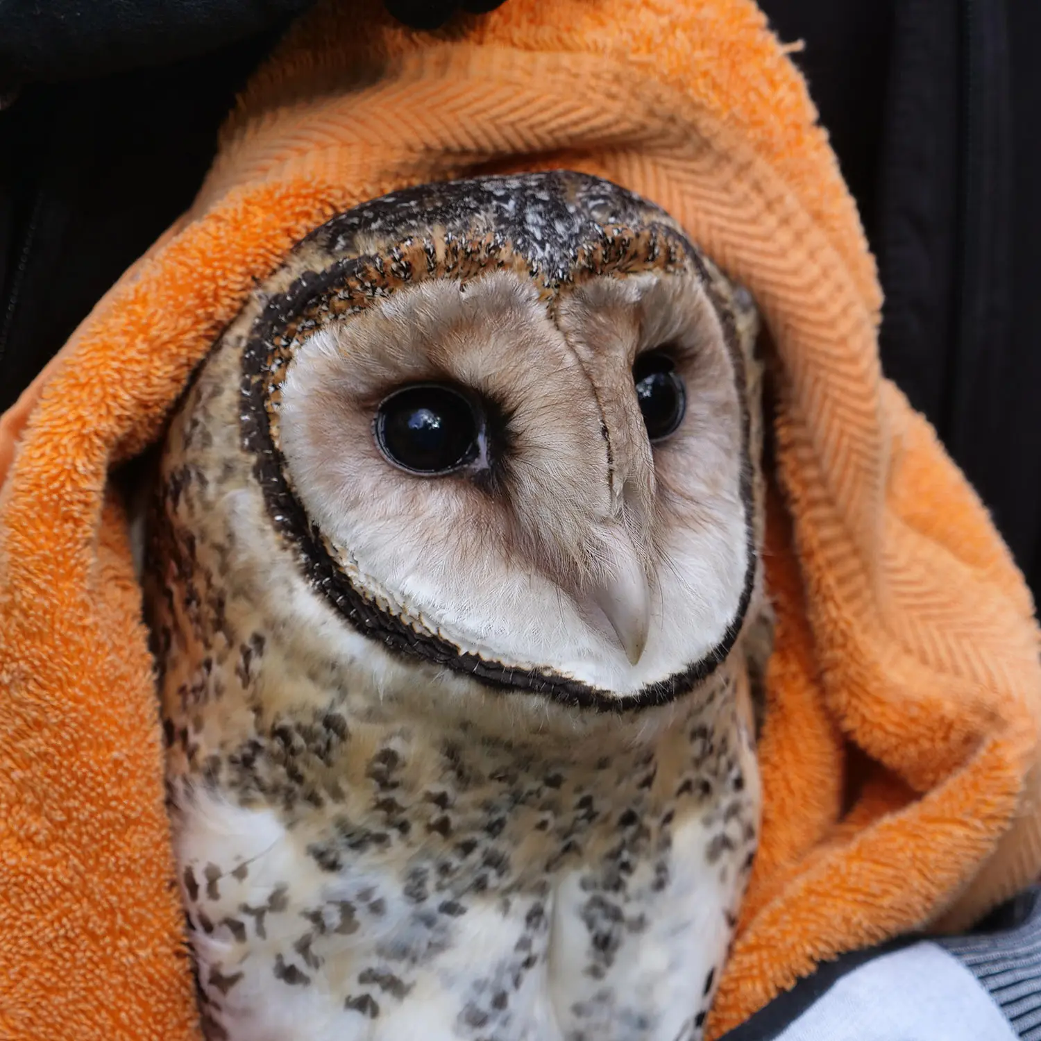 Rat Poison Kills More Than Rats