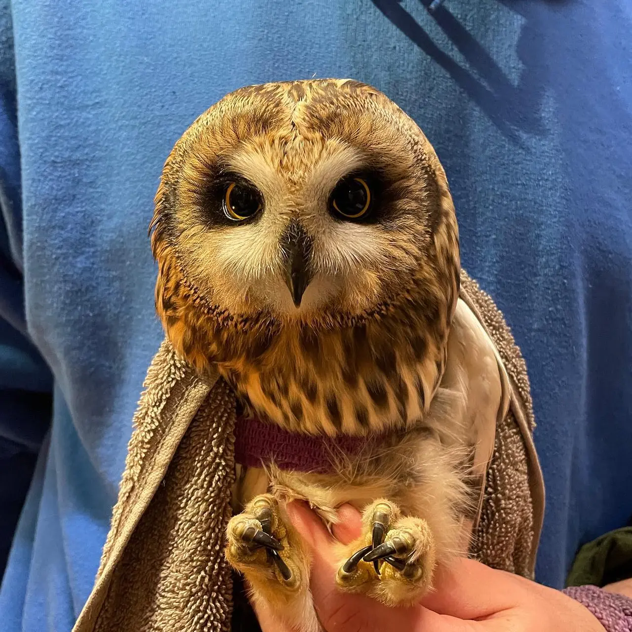 Same owl, different towel. The rehabilitator wears a blue hoodie and holds the owl lightly to their chest, with the owl's legs locked between their fingers. The owl's talons are in grabby mode. His expression is, despite everything, fairly neutral. Maybe a little grumpy, but a neutral kind of grumpy.