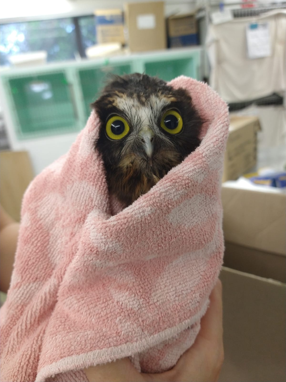 Did Someone Order a Gyro?