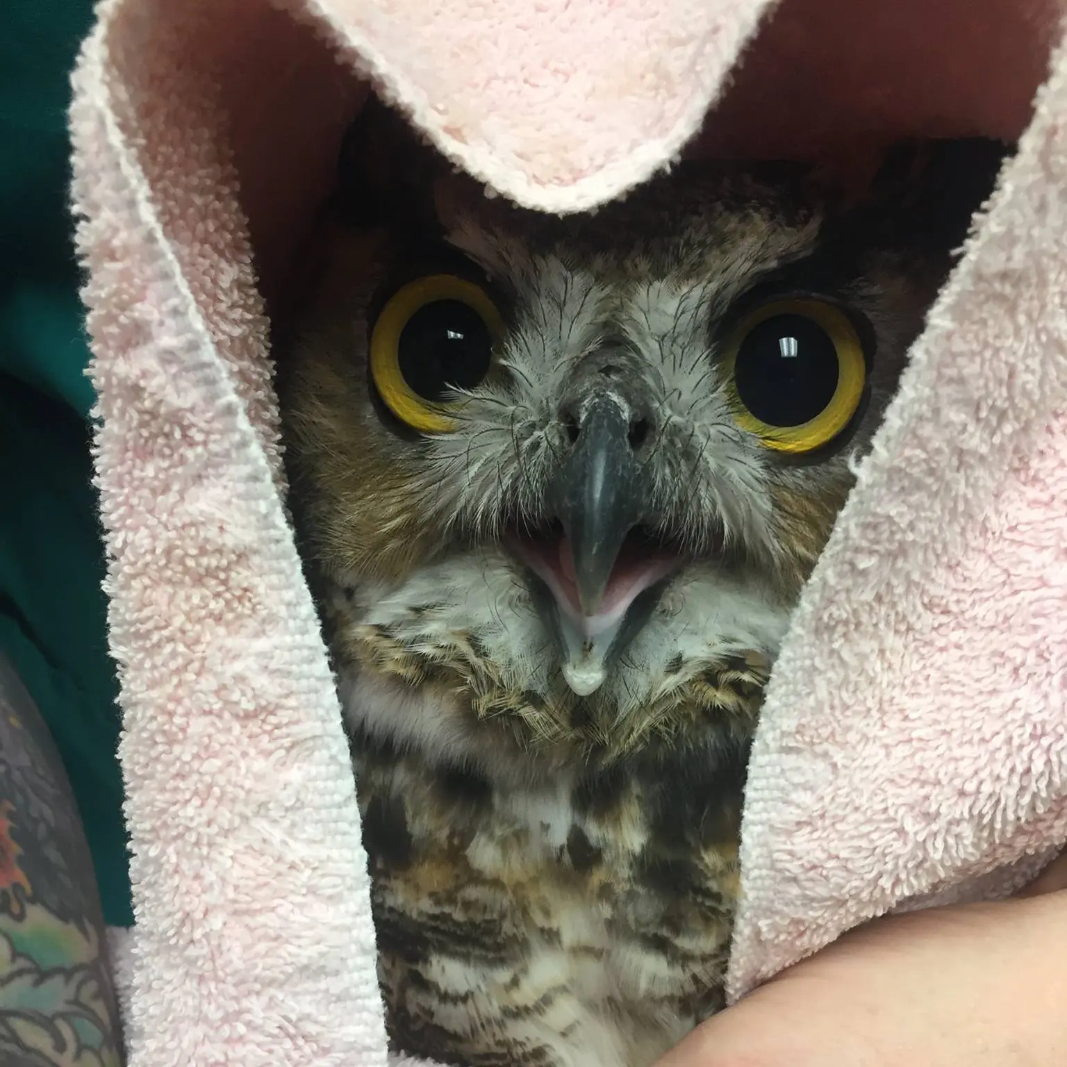 Close-up of a Great Horned Owl hooded and wrapped by a white-pink towel. The hood sags in the middle, forming a rounded letter 'Y', or bunny-ear shaped tunnel in which the owl is ensconced. The owl's mouth is open and yellow eyes are wide, reflecting ceiling lights. The rehabber wears dark emerald green scrubs, one arm bearing a tattooed sleeve, the other holding the owl's legs below and out of frame. 