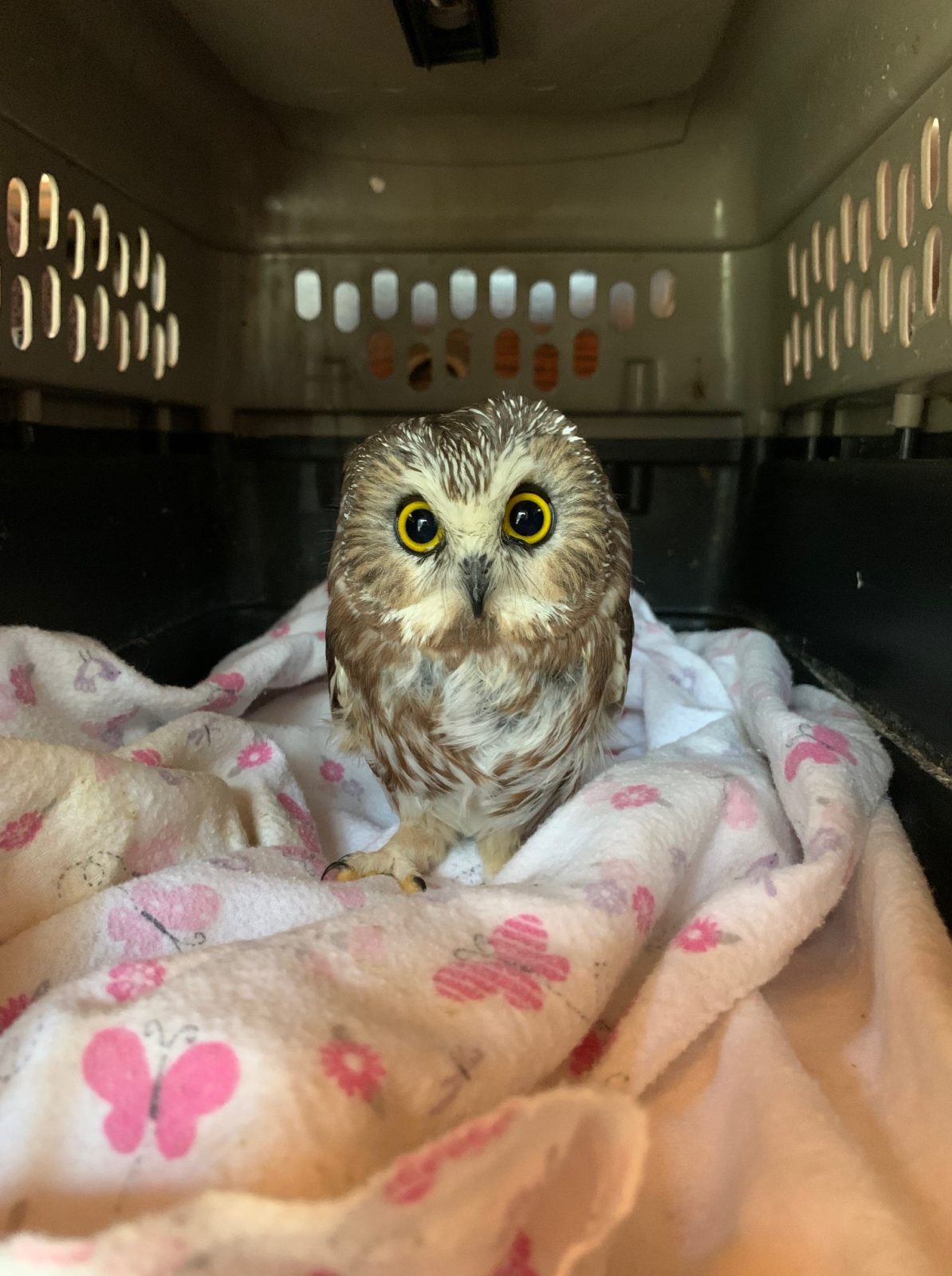 Rocky sits on a blanket inside a pet carrier box. The blanket is white with patterns of pink flowers and butterflies. The top half is well ventilated with holes