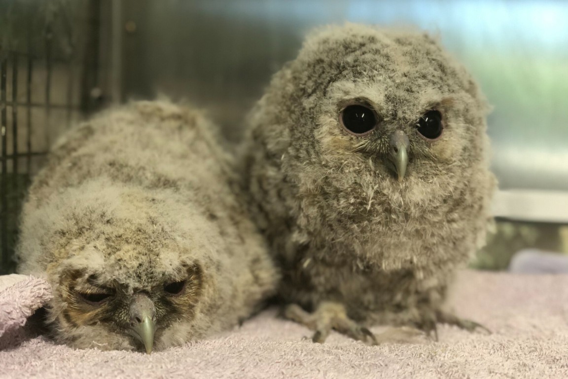 Two Tawnies side-by-side atop a pale pink-purple towel. T1 is prostrate, beak to the floor and eyes barely open. T2 is more alert, showing two wide-open black eyes that look like they've been tacked on to a rugby ball of fluff. He looks like a child's imagining of an owl.