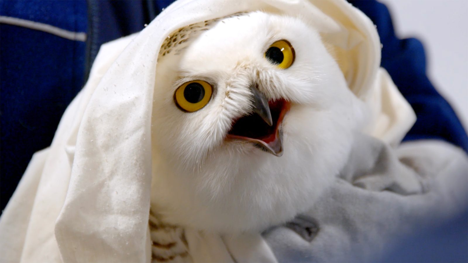 The thumbnail image for this episode of Arctic Vets is a Snowy Owl freshly unveiled from white linen, looking up with a combination of surprise and indignation. His eyes are golden yellow and feathers snowy white, save for some black speckling at the back of his head and brown banding on the wing. The rehabilitator wears a blue zip-up fleece, and cradles the owl's legs with thick grey gloves as protection from the owl's murder mittens. His beak is wide open, accentuating the shock at being handled and gawped at by an out-of-frame crew of featherless apes.
