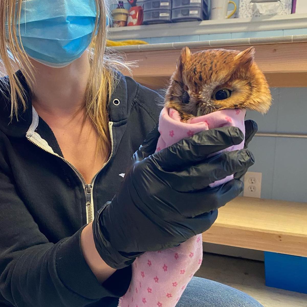 Pink burrito for Eastern screech owl